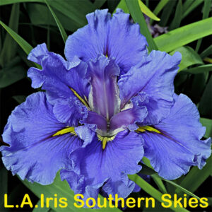 Louisiana Iris Southern Skies