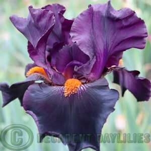 Tall Bearded Iris Draculars Kiss