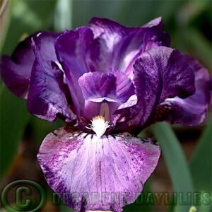 Dwarf Bearded Iris Artful