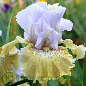 Tall Bearded Iris Butterfly Affair