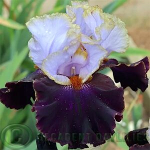 Tall Bearded Iris Edge Of The World