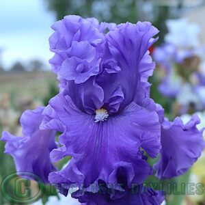 My Favourite Iris