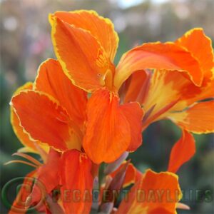 Canna Cheerfulness