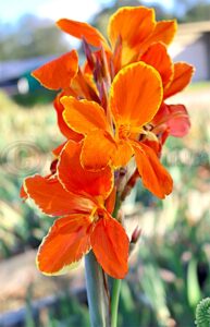 Canna lily Cheerfulness