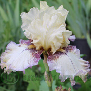 Tall Bearded Iris Pepperjack