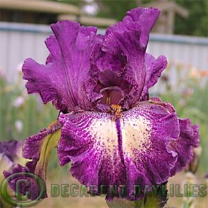 Tall Bearded Iris Pretty Edgy