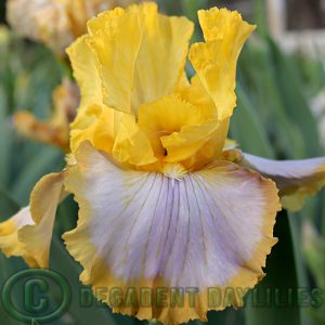 Tall Bearded Iris Calming Influence