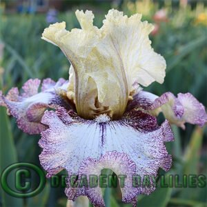 Tall Bearded Iris Pepperjack