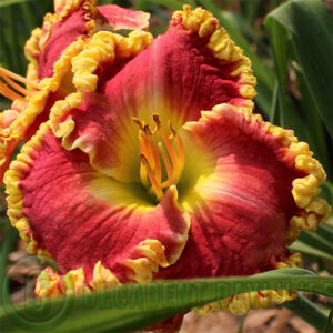 Daylily Stop and Stare growing in my garden