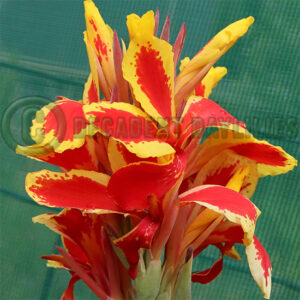 Canna Queen Charlotte red & yellow flowers