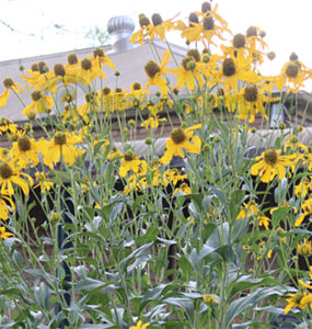 Rudbeckia Herbstonne Yellow Cone Flowers