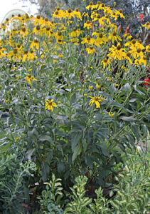 Rudbeckia Herbstsonne Full Size Plant Yellow Cone Flowers