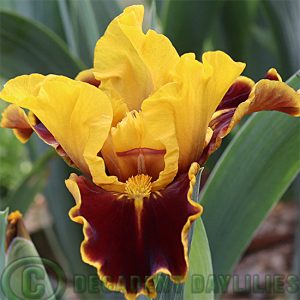 Dwarf Bearded Iris Bossy Boots