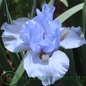 Dwarf Bearded Iris Clear Blue Sky