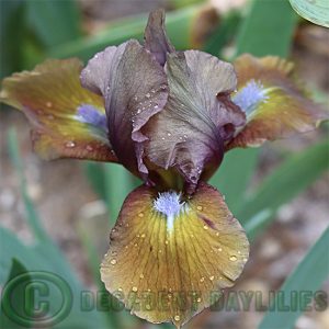 Dwarf Bearded Iris Coffee Boy