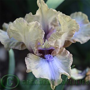 Dwarf Bearded Iris Curds and Whey