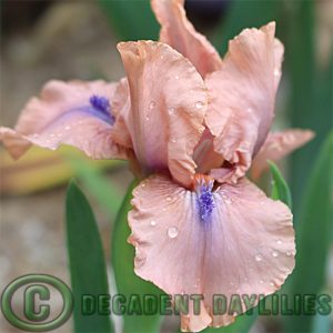 Dwarf Bearded Iris Gigglefit