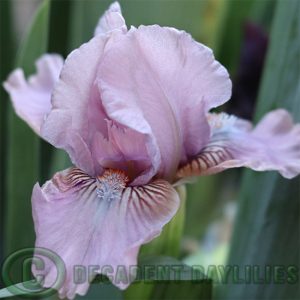 Dwarf Bearded Iris Gosh. Pink bluish cast