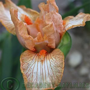 Dwarf Bearded Iris Helmsman