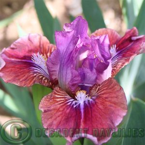Dwarf Bearded Iris Jeopardy