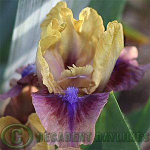 Dwarf Bearded Iris Maglissa
