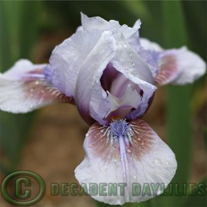 Dwarf Bearded Iris Merry Dance