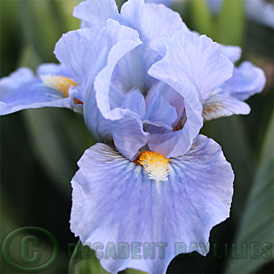 Dwarf Bearded Iris Sky Of Blue