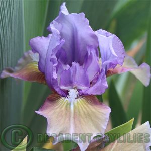 Dwarf Bearded iris Zounds