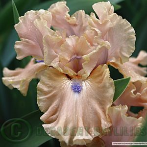 Median Bearded Iris Bahama Blues