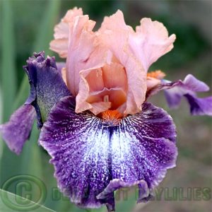 Median Bearded Iris Flying Circus