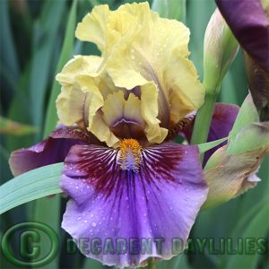 Median Bearded Iris Freakin Around