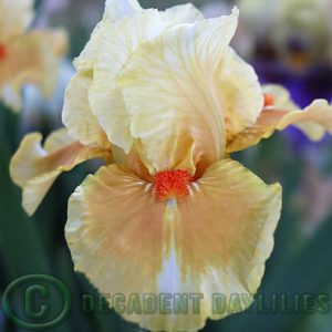 Median Bearded Iris Fruit Cocktail