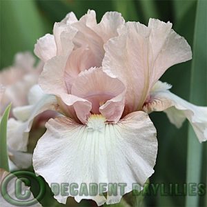 Median Bearded Iris Londonderry
