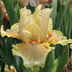 Median Bearded Iris Panmure Princess