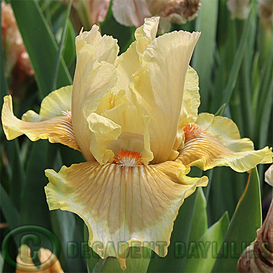 Median Bearded Iris Panmure Princess