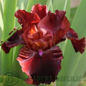 Median Bearded Iris Romeo's Passion