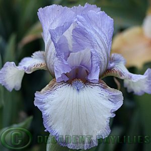 Median Bearded Iris Silique
