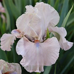 Median Bearded Iris Sugar Mist