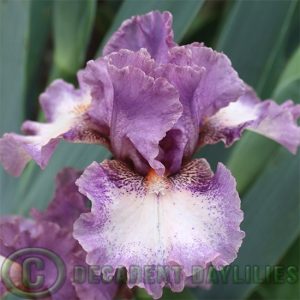Median Bearded Iris Unbroken Promise