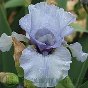 Median Bearded iris Satin Cut