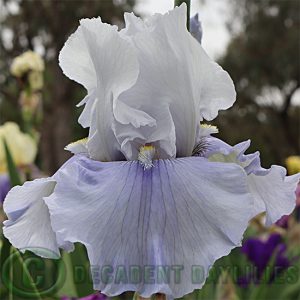 Tall Bearded Iris Amenort