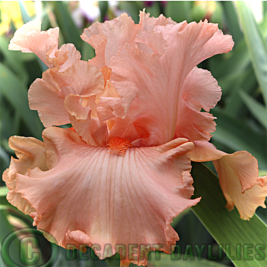 Tall Bearded Iris Austar Glow