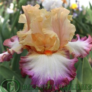 Tall Bearded Iris Be Original