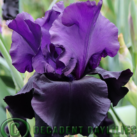 Tall Bearded Iris Between Dreams