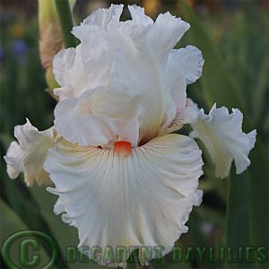 Tall Bearded Iris Blonde Response