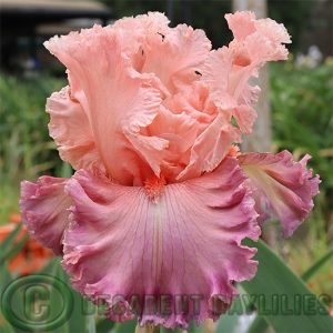 Tall Bearded Iris Bowled Over