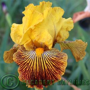 Tall Bearded Iris Bright N Striped