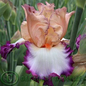 Tall Bearded Iris Brouhaha