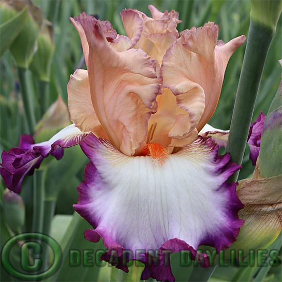 Tall Bearded Iris Brouhaha