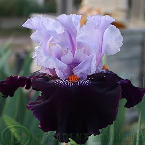 Tall Bearded Iris By Design